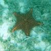 Starfish posing for photo, Sea of Abaco